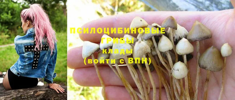 где купить   Дорогобуж  Галлюциногенные грибы Psilocybe 